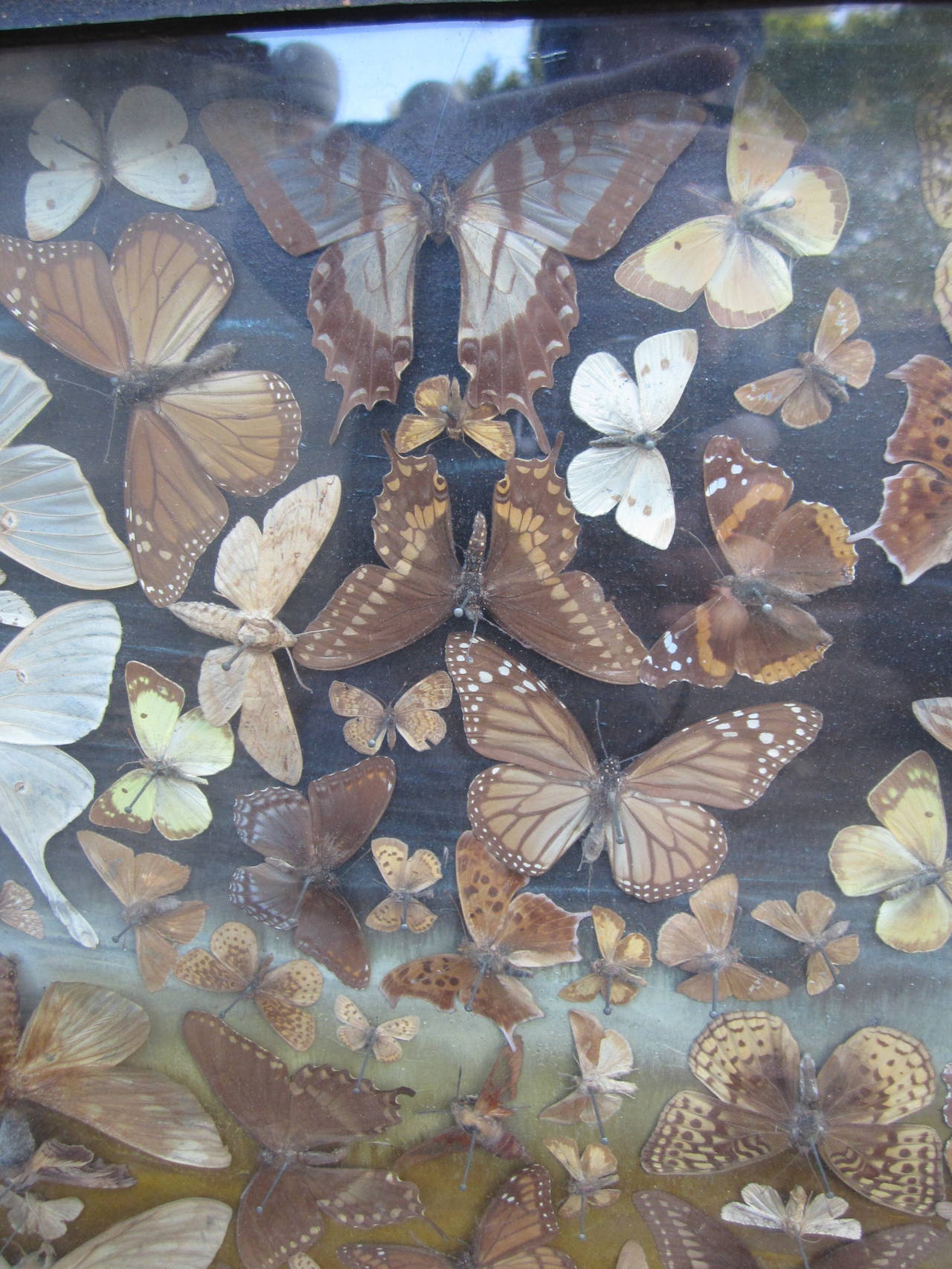 American Butterfly Taxidermy Diorama