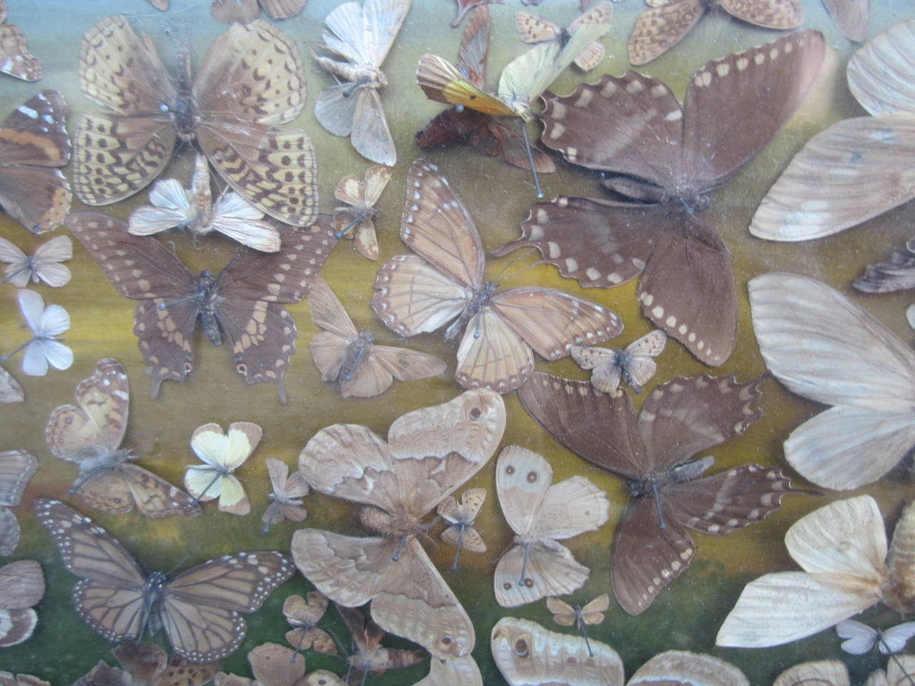 Butterfly Taxidermy Diorama In Good Condition In East Hampton, NY