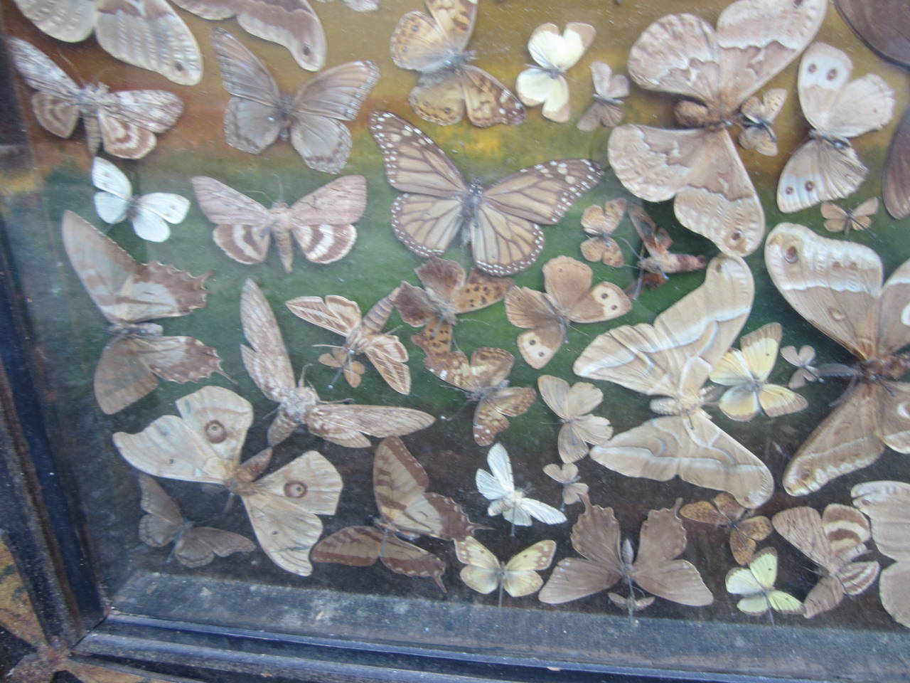 20th Century Butterfly Taxidermy Diorama