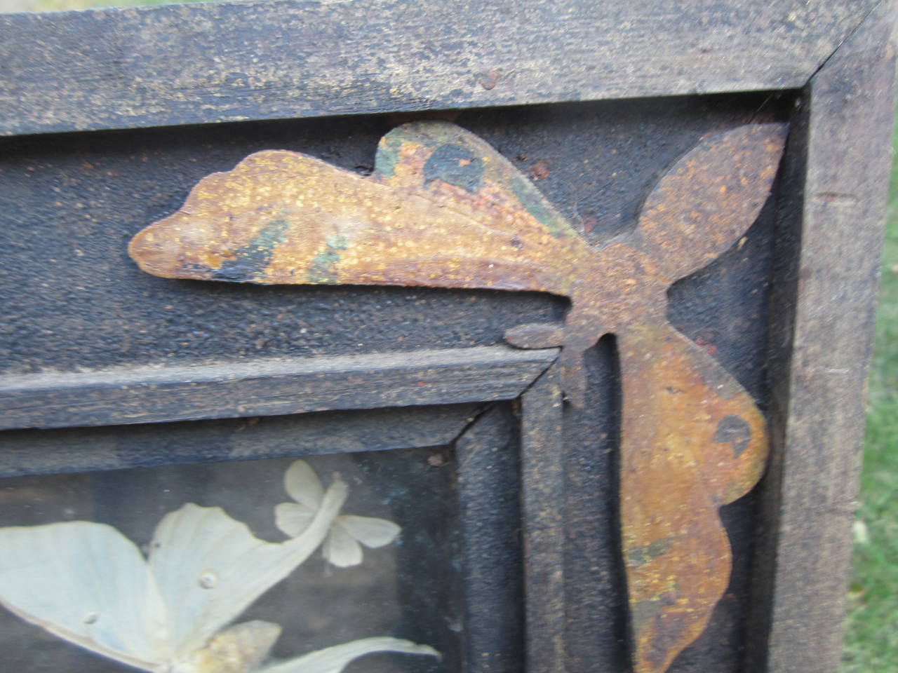 Butterfly Taxidermy Diorama 1