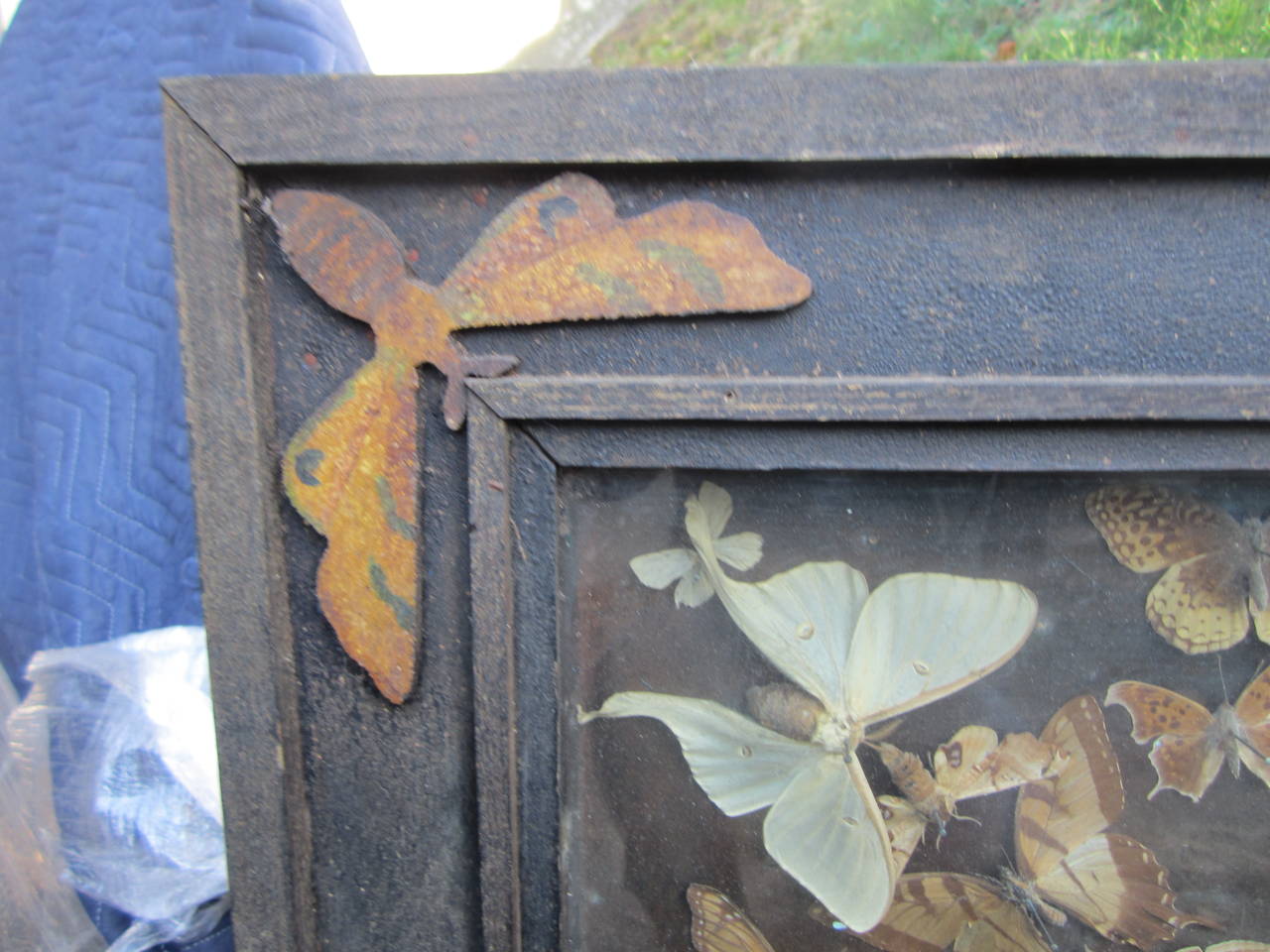 Butterfly Taxidermy Diorama 2