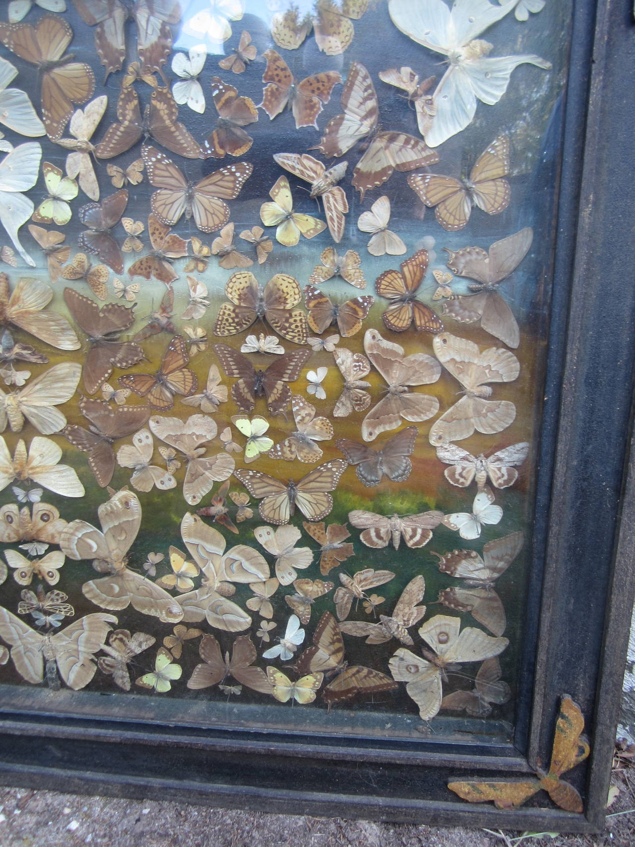 Butterfly Taxidermy Diorama 3