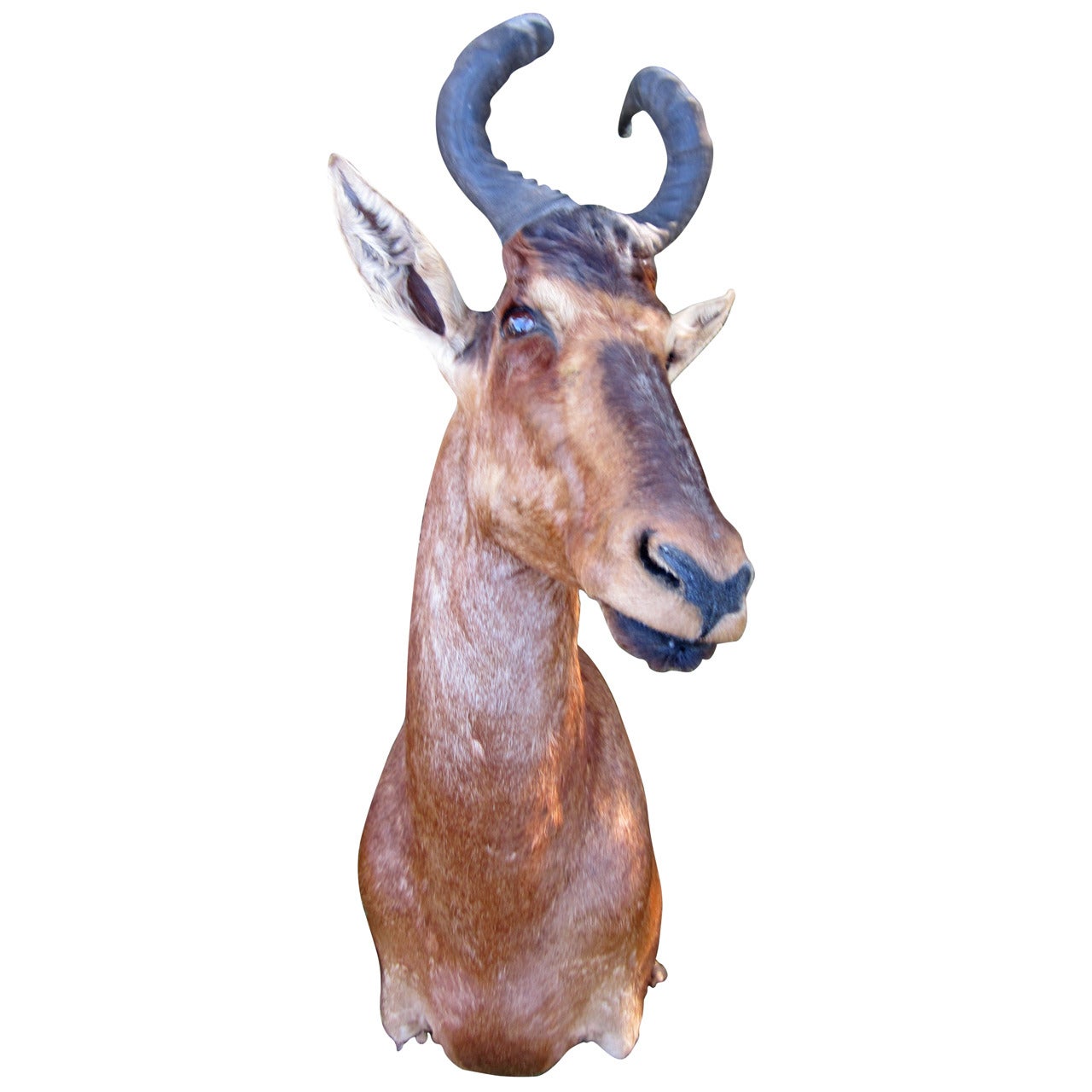 Antelope Taxidermy Head for Wall Mount