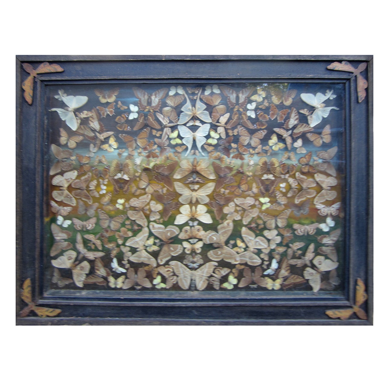 Butterfly Taxidermy Diorama