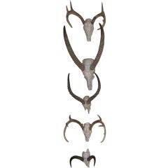 Assortment of 5 vintage trophy horns