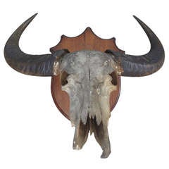 Great Water Buffalo Trophy Mount With Museum Label on Back