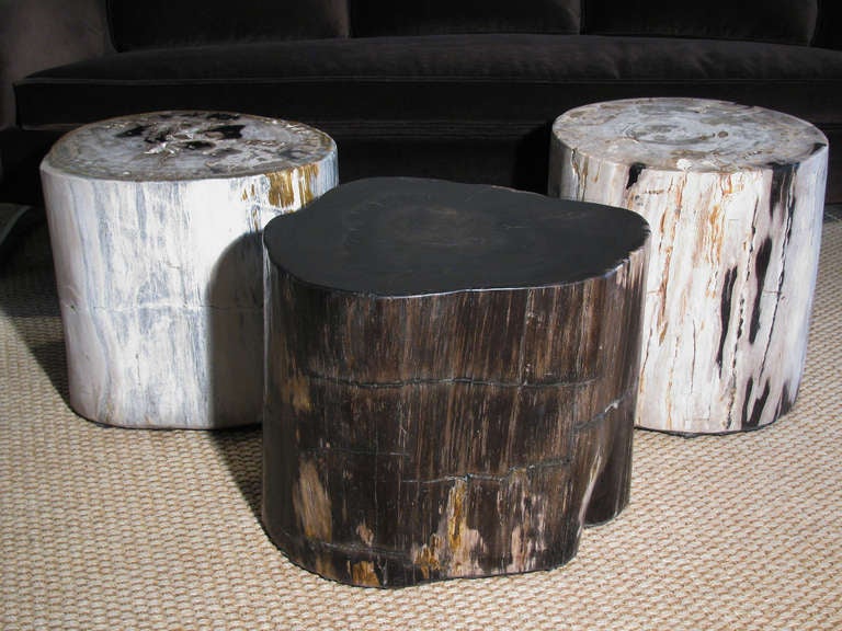 A highly polished trio of petrified wood trunk tables, that can be used as a coffee table, stools or side tables. Oval and organic shaped trunks are in the color scheme of onyx, light grey, white, brown and taupe. We have three available that make a