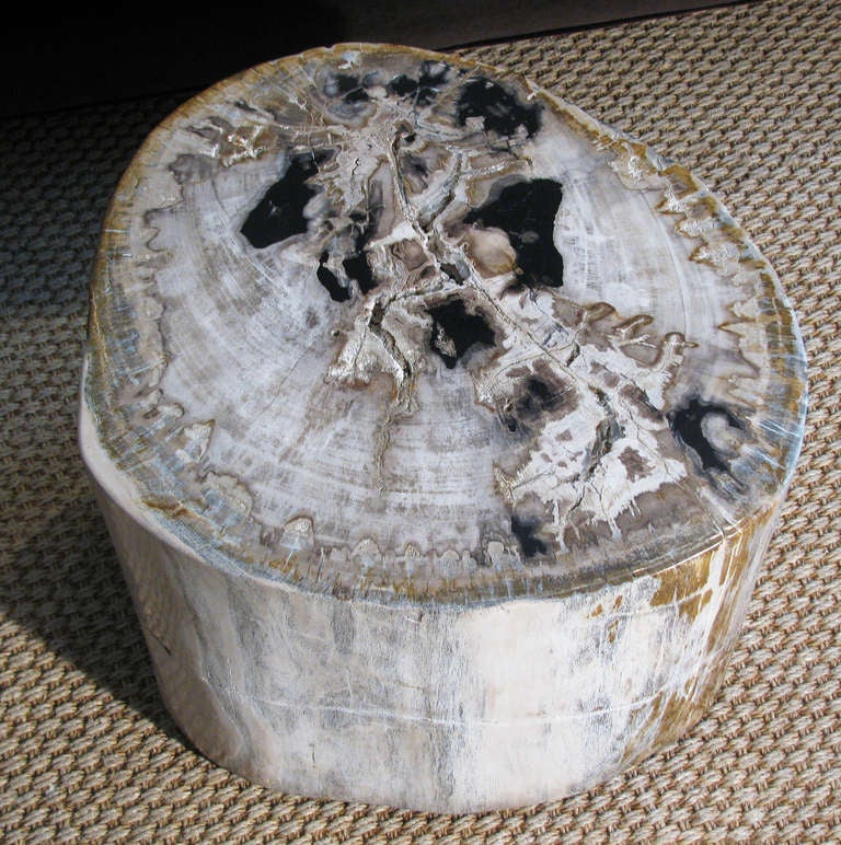 Petrified Wood Stump Tables, Set of 3 3