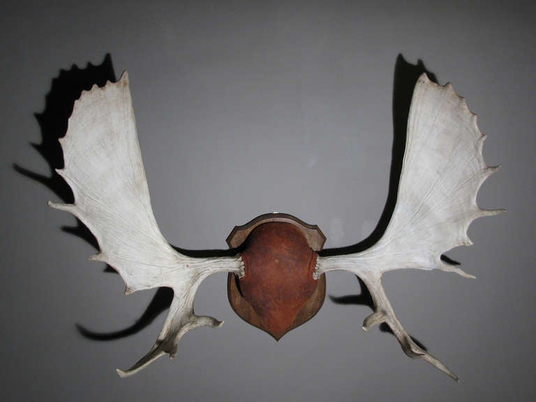 A pair of massive Moose antlers joined by a leather upholstered skull plate mount on a shield form wood plaque.