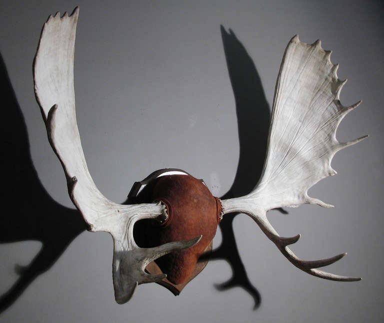 A Moose Antler Trophy In Good Condition In Austin, TX