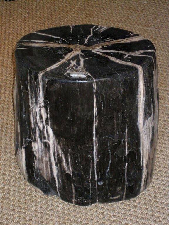 20-200 Million Years Old<br />
A highly polished organic petrified wood trunk section. Can be used as a coffee table, stool or side table. Oval shaped trunk is dark charcoal in color with grey and taupe veins.<br />
(Measurements taken at widest