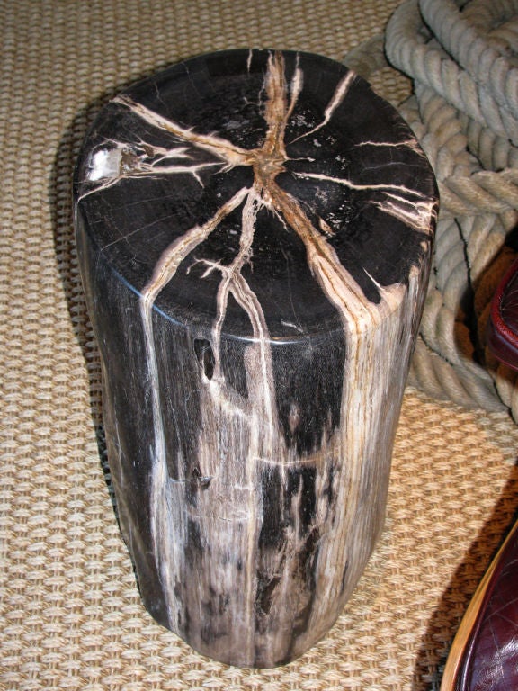 A Petrified Wood Trunk Table 1