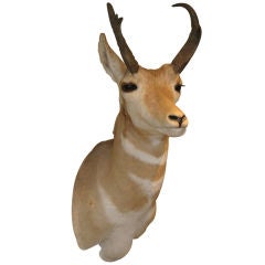 A North American Antelope Trophy