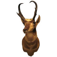 A North American Antelope Trophy