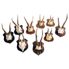 Collection of small mounted Horns