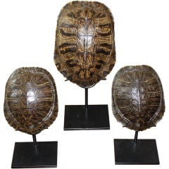Set of Three Tortoise Shells on Iron Stands
