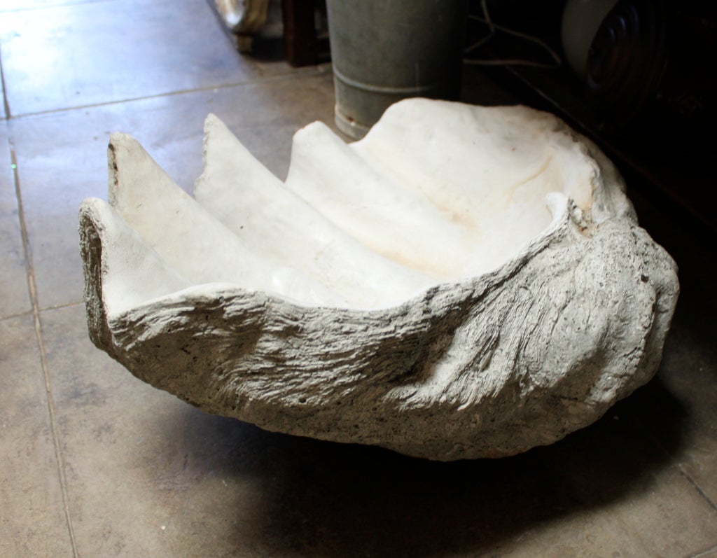 Monumental Sized Vintage Clam Shell