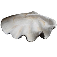 Monumental Sized Vintage Clam Shell