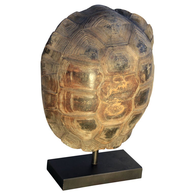 tortoise night light