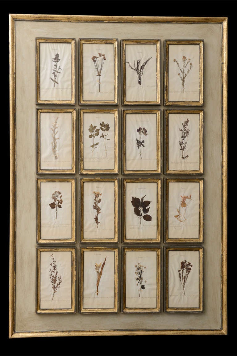 framed herbarium