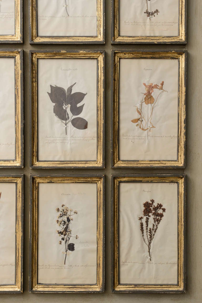 herbarium antique wallpaper