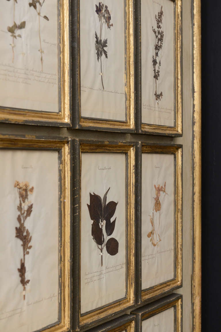 20th Century Large Contemporary Frame with 16 Antique Herbarium Specimen For Sale