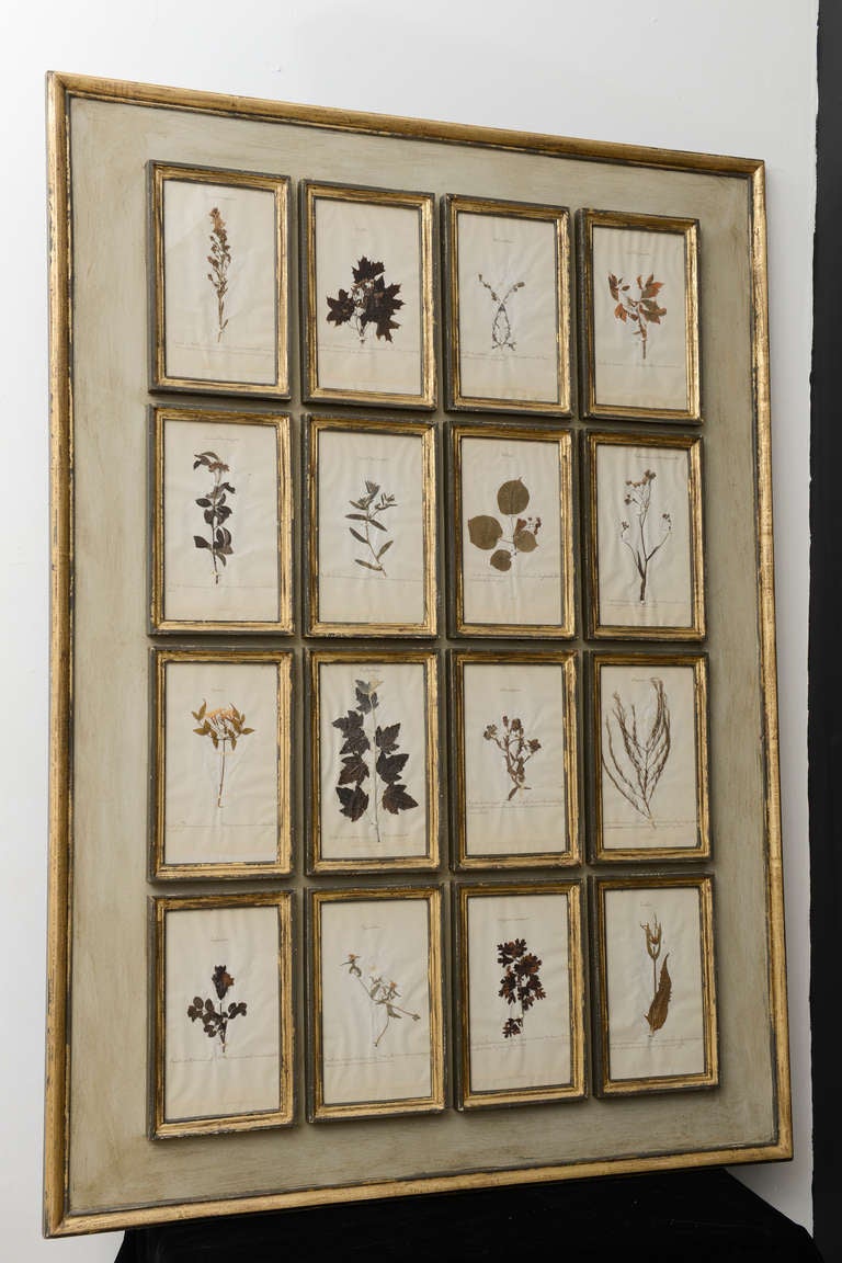 Large contemporary frame with 16 antique herbarium specimen.