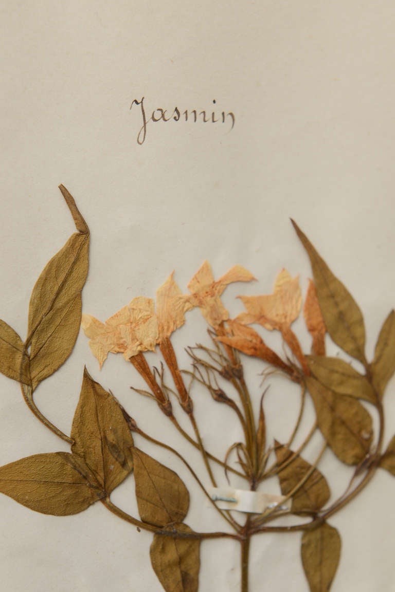 Paper Large Contemporary Frame with 16 Antique Herbarium Specimen For Sale