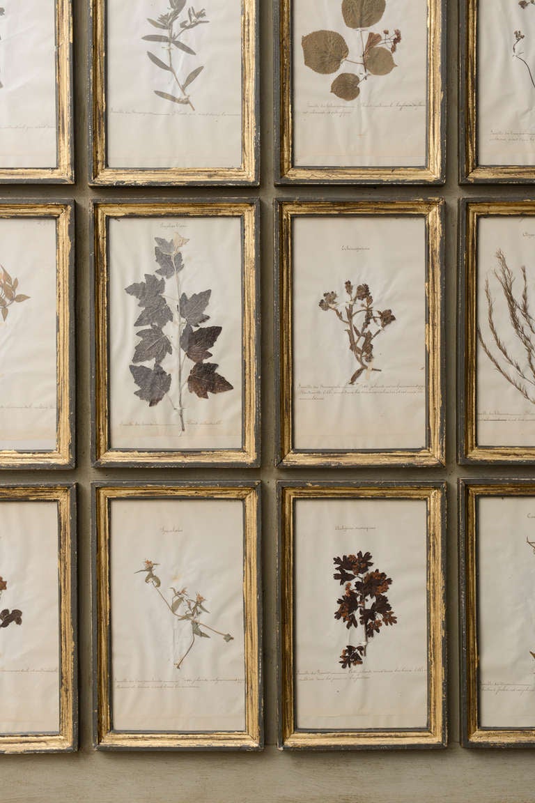 Large Contemporary Frame with 16 Antique Herbarium Specimen For Sale 1