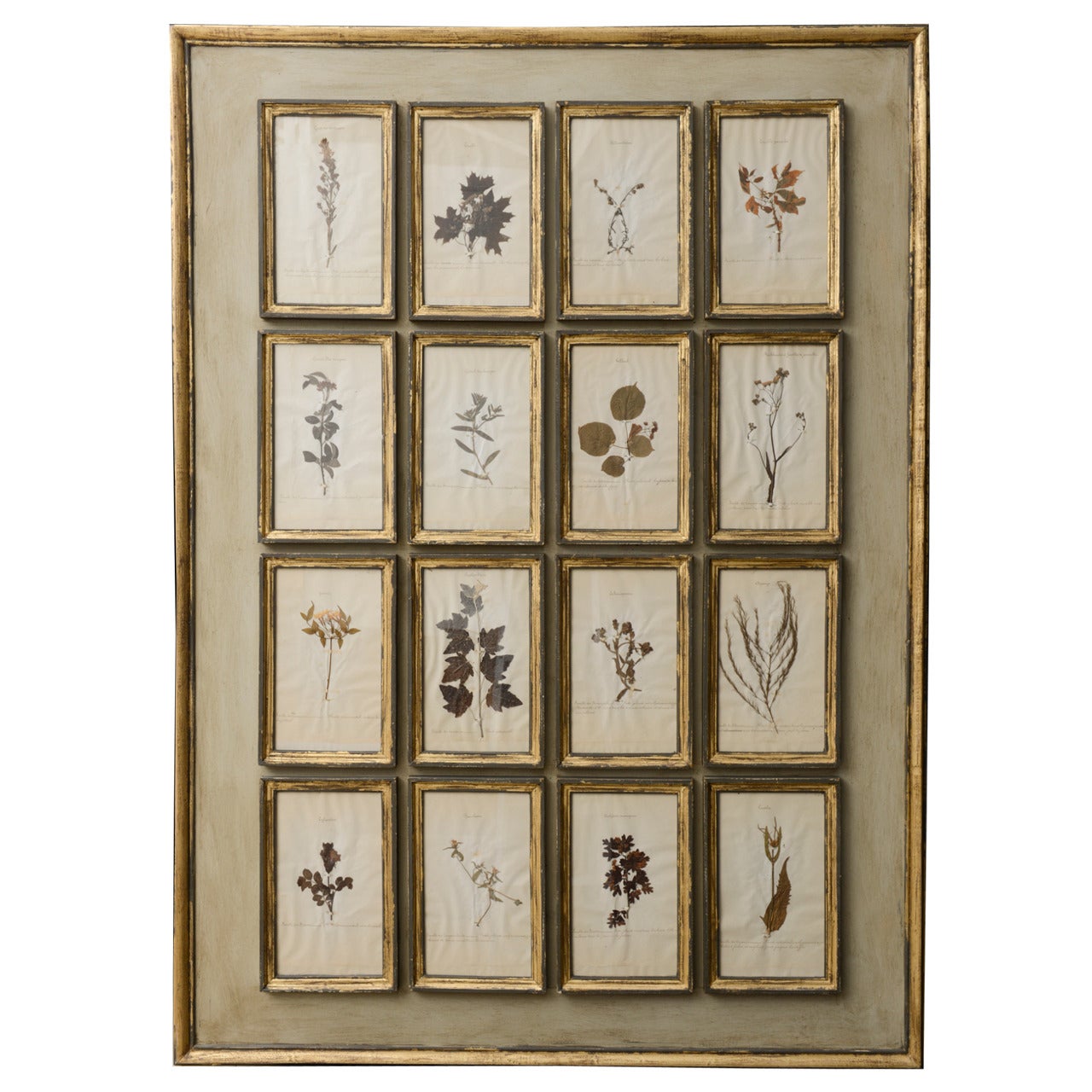 Large Contemporary Frame with 16 Antique Herbarium Specimen For Sale