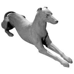 Lead Greyhound 7