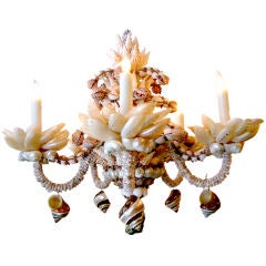 Natural Shell Chandelier