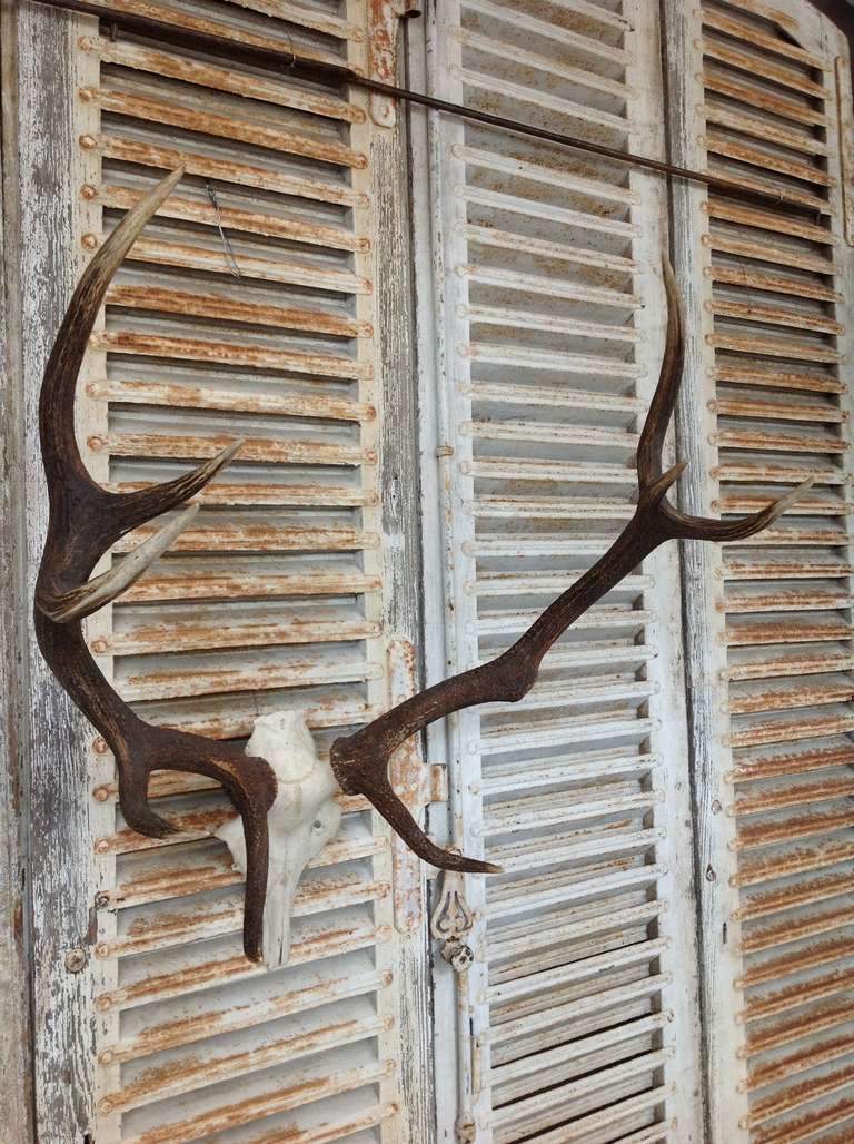 Large French Stag Antlers 3