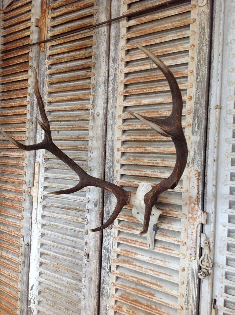 Large French Stag Antlers 4