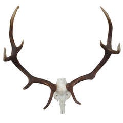 Large French Stag Antlers