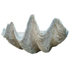 Collosal  Sea Shell