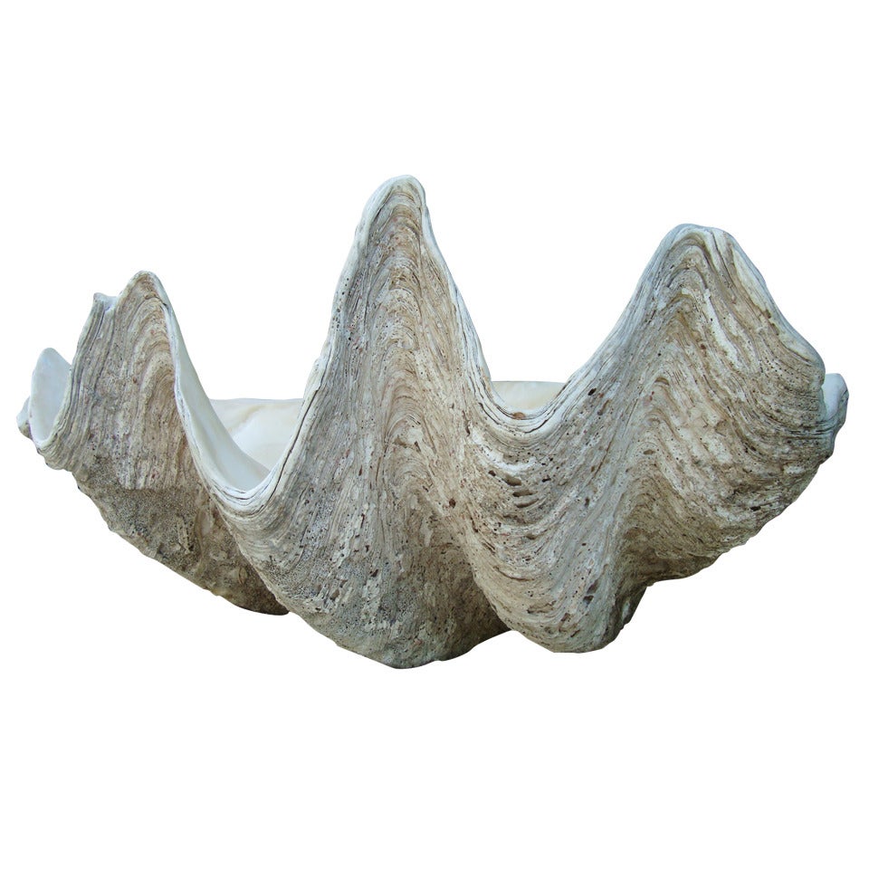 Collosal  Sea Shell