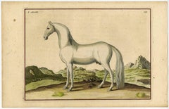 Antique Horse Etchings (Quantity 9)