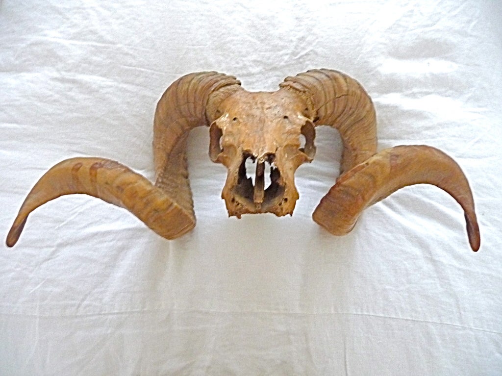 Natural Ram Skull With Horns