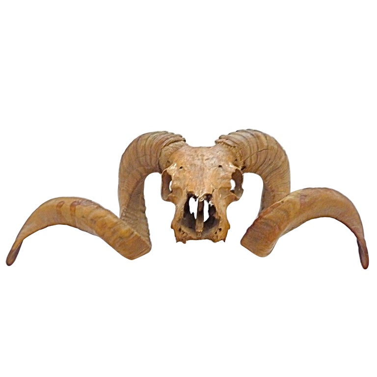 Ram Skull With Horns For Sale