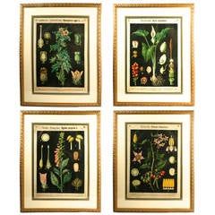 Set of Four Very Large Botanical Charts by Druck Von Carl Bollman, German