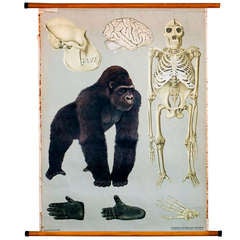 Vintage Belgian School Chart of Gorilla