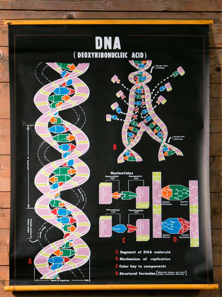 Pair of vintage american school charts depicting DNA replication and RNA transcription. 

Printed in 1964 with bold coloring and black background

Still possess their original wooden dowels from which the charts can be hung and around which the