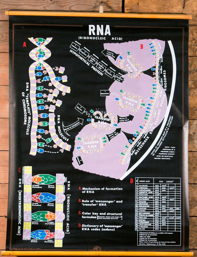 dna and rna chart