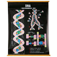 Pair of Vintage School Chart Depicting DNA and RNA
