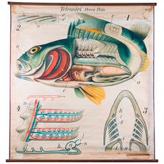 Vintage French School Chart of Fish by Paul Pfurtscheller