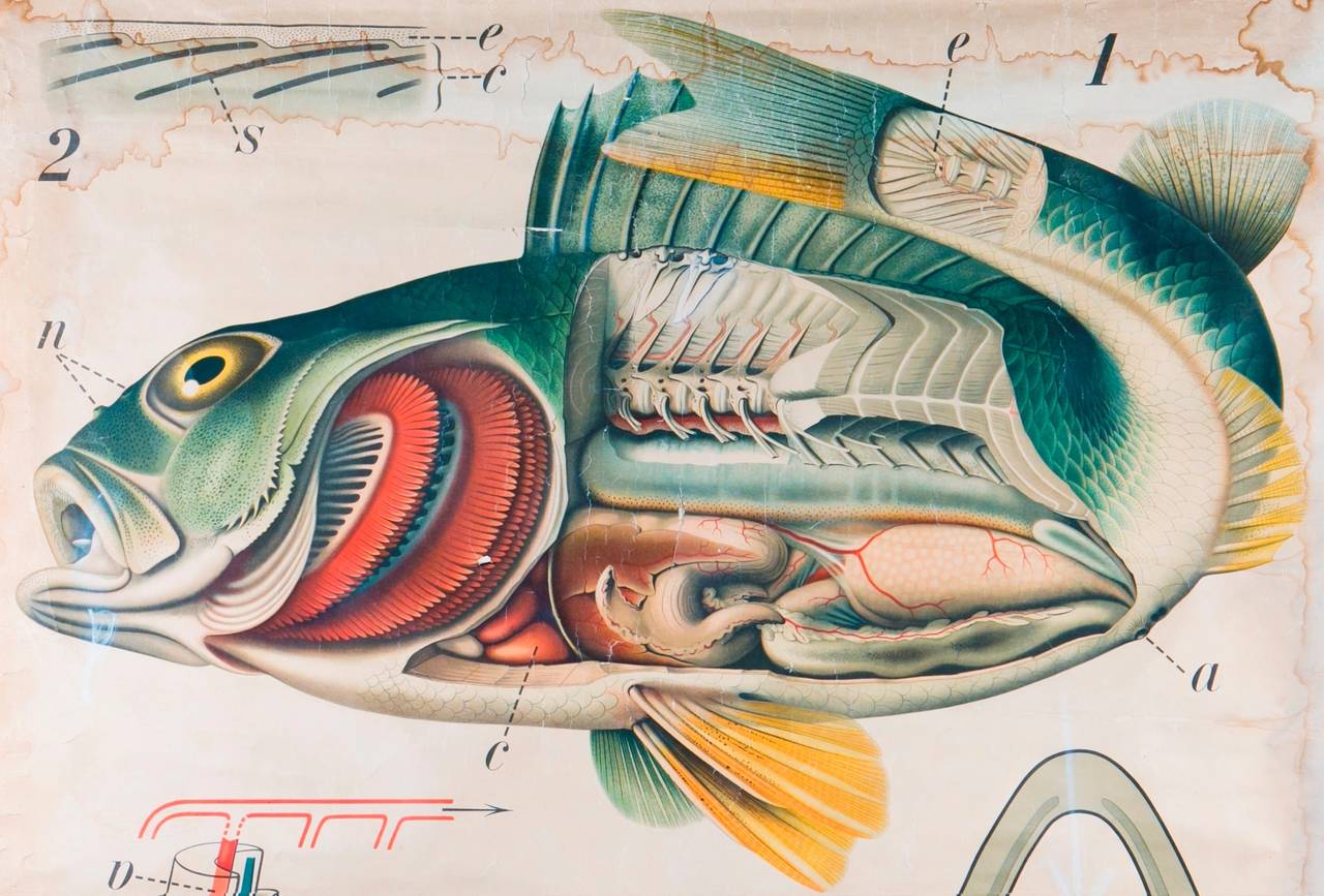 Beautiful graphics and eye-catching coloring. Chart consists of various anatomical diagrams of a fish. This chart belongs to a series of animal or species studies please see our other listings if there is a specific species you are