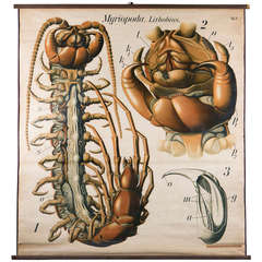 Vintage French School Chart of Centipede by Paul Pfurtscheller