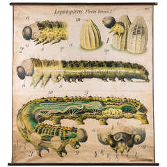 Vintage French School Chart of Caterpillar by Paul Pfurtscheller