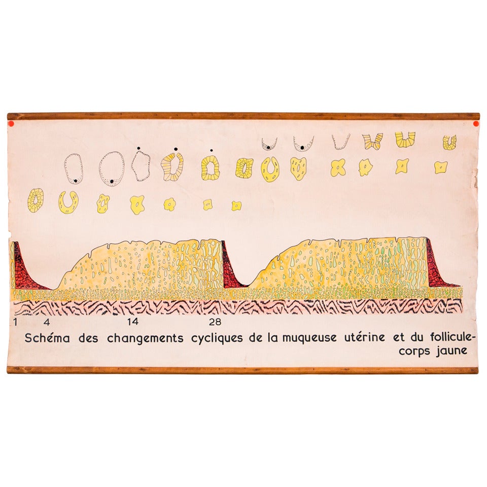 Hand-Drawn Mid Century Belgian Anatomical Biology Chart of Menstrual Cycle